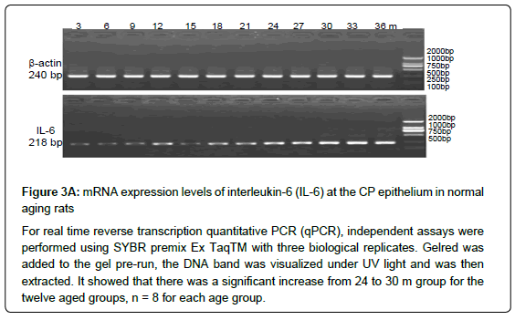 bioenergetics-transcription-quantitative-PCR