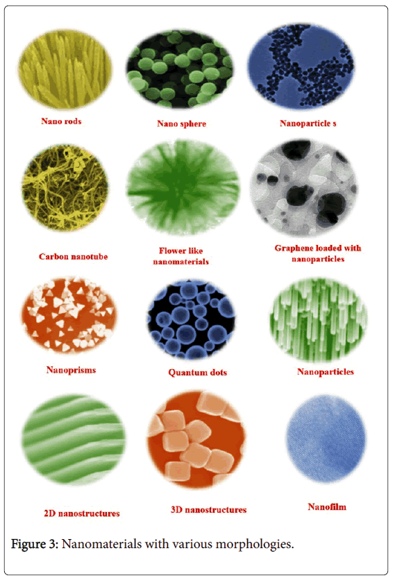 bioenergetics-various-morphologies