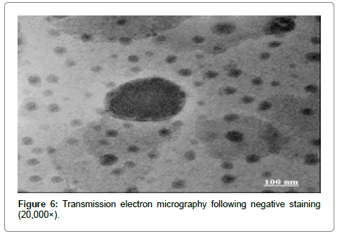 bioequivalence-bioavailability-electron-micrography