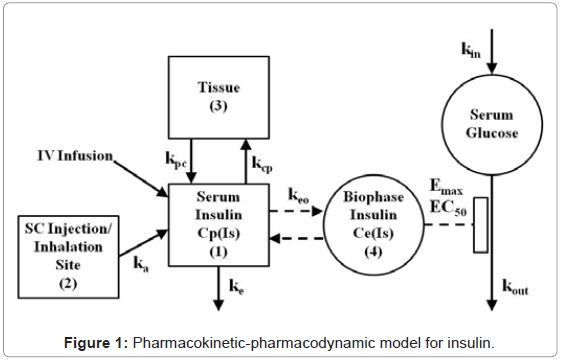bioequivalence-bioavailability-pharmacokinetic-pharmacodynamic-insulin