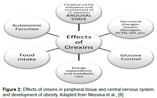 biology-and-medicine-Effects-orexins