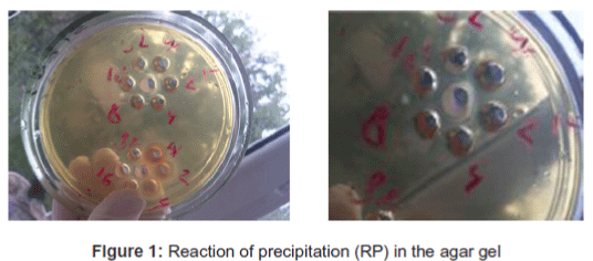biology-and-medicine-Reaction-precipitation