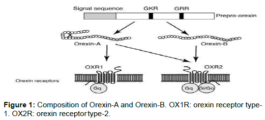 biology-and-medicine-orexin-receptor