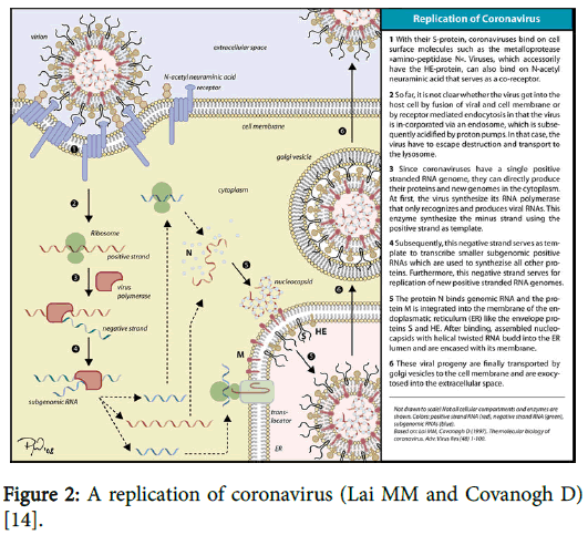 biology-and-medicine-replication-coronavirus