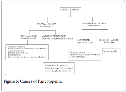 biology-medicine-Causes-Pancytopenia