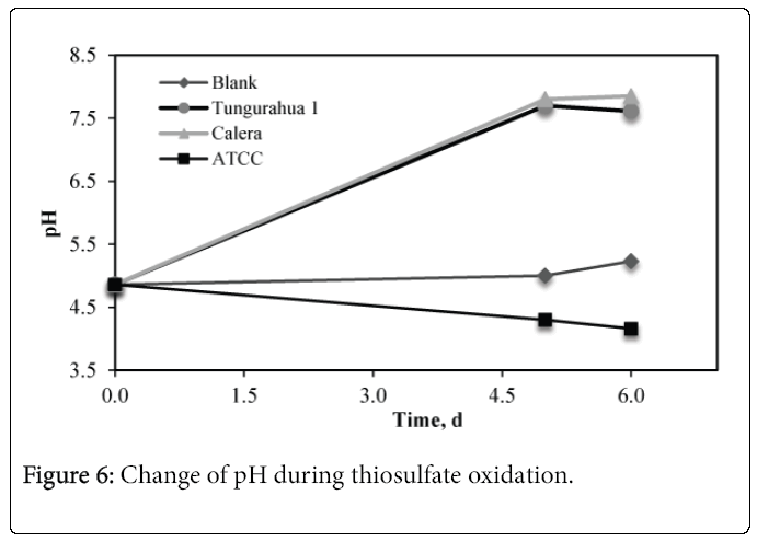 biology-medicine-thiosulfate-oxidation