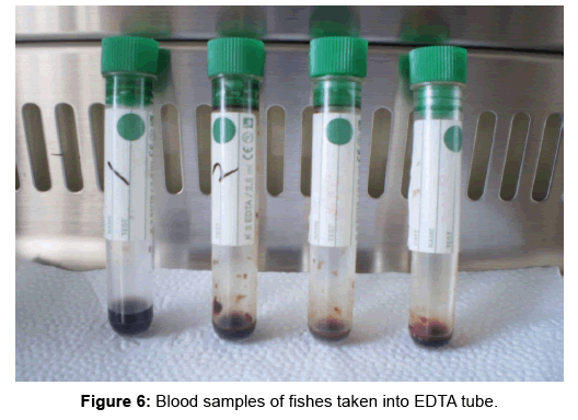biomolecular-research-therapeutics-Blood-samples-fishes