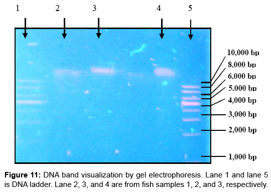 biomolecular-research-therapeutics-DNA-band-visualization-gel-electrophoresis