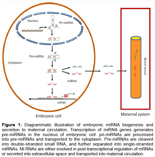 biomolecular-research-therapeutics-Diagrammatic-illustration-embryonic-miRNA