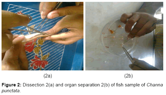 biomolecular-research-therapeutics-Dissection-organ-separation