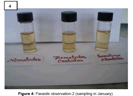 biomolecular-research-therapeutics-Parasite-observation