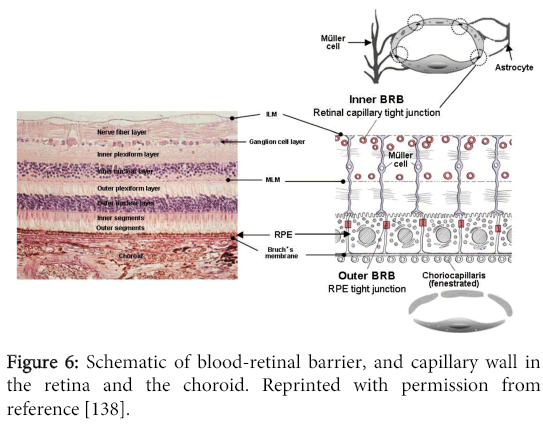 biomolecular-research-therapeutics-Schematic-blood-retinal-barrier