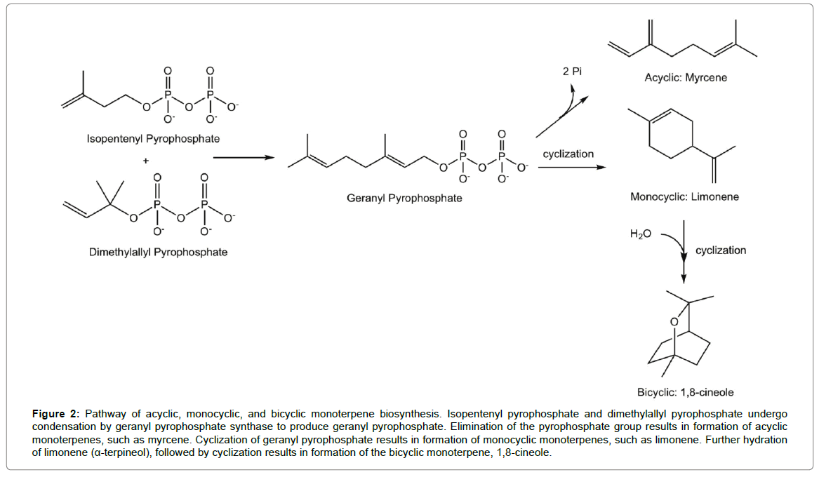 biomolecular-research-therapeutics-bicyclic-monoterpene