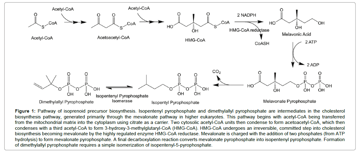 biomolecular-research-therapeutics-dimethylallyl-pyrophosphate
