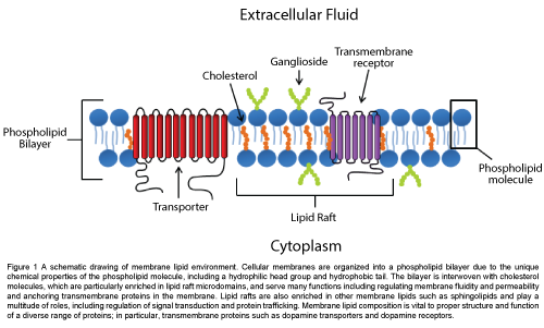 biomolecular-research-therapeutics-fluidity-permeability