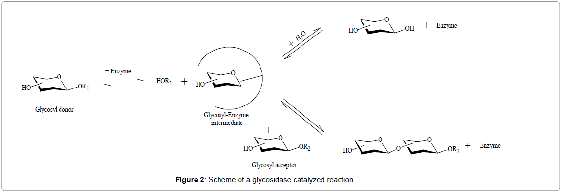 biomolecular-research-therapeutics-glycosidase-catalyzed