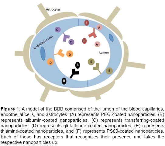 biomolecular-research-therapeutics-model-BBB-comprised-lumen