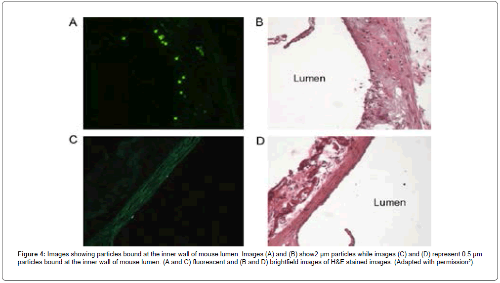 biomolecular-research-therapeutics-mouse-lumen