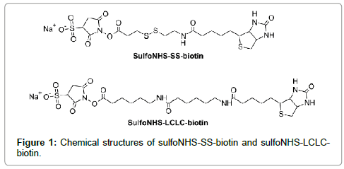 biomolecular-research-therapeutics-sulfoNHS-SS-biotin