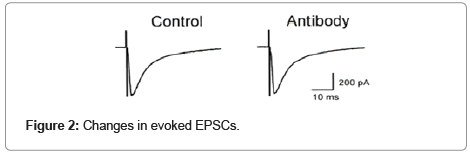 brain-disorders-therapy-evoked-EPSCs
