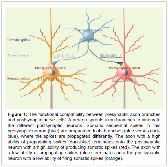 brain-disorders-therapy-presynaptic-axon-branches