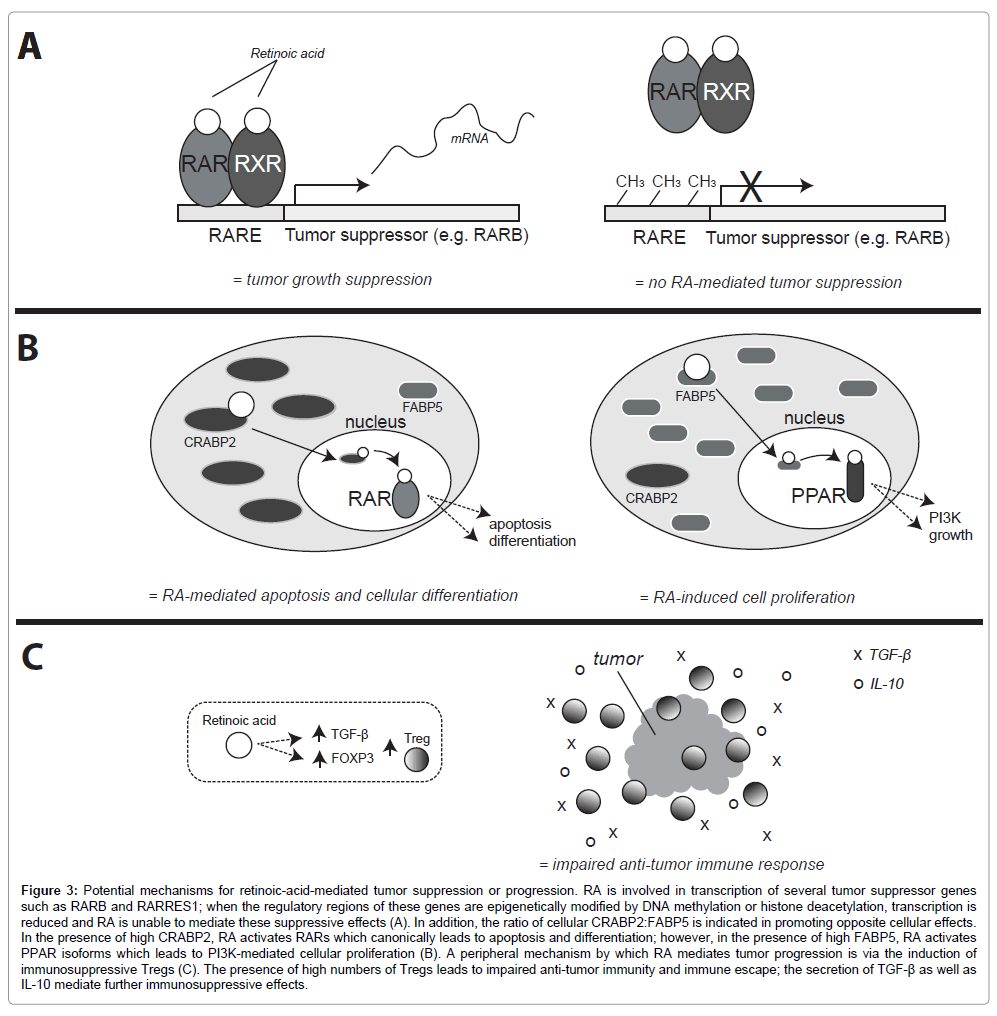 Retinoid Signaling in Cancer and Its Promise for Therapy