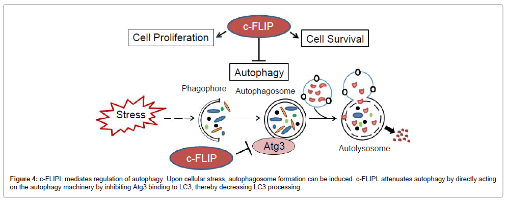 carcinogenesis-mutagenesis-regulation-autophagy
