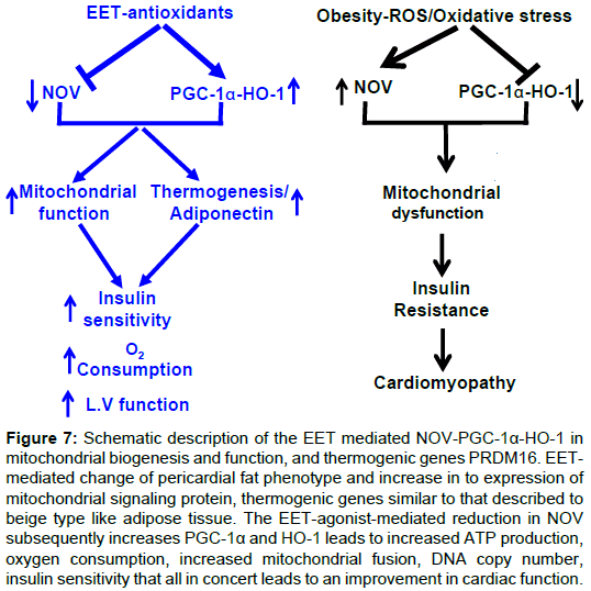 cardiovascular-pharmacology-Schematic-description-EET