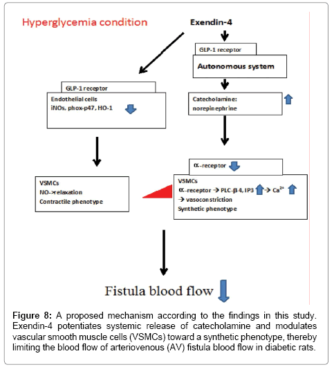 cardiovascular-pharmacology-mechanism