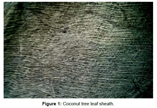 fermentation-technology-Coconut-tree