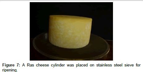 food-processing-technology-cheese-cylinder