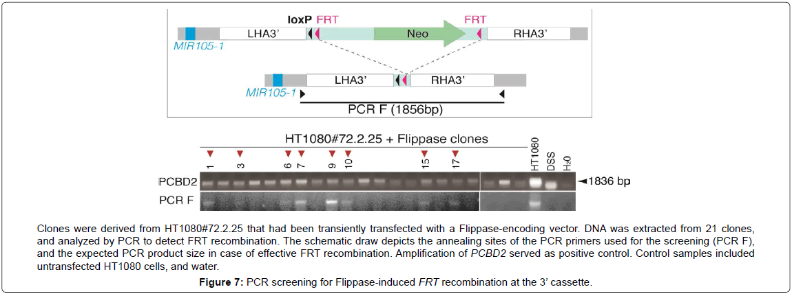 gene-technology-Flippase-induced-recombination