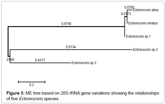 gene-technology-ME-rRNA-relationships