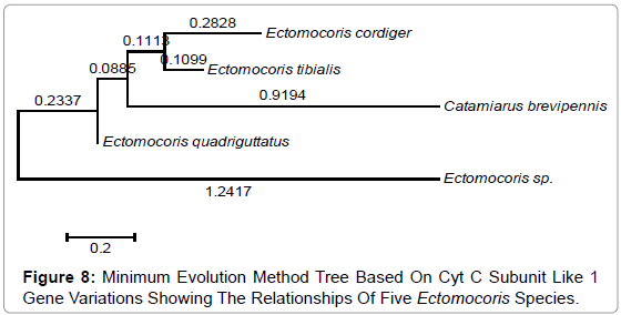 gene-technology-Minimum-Evolution-Method