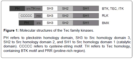 gene-technology-Molecular-family-kinases