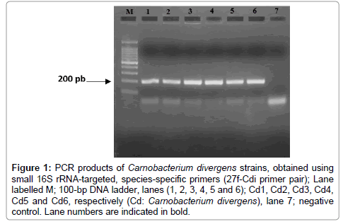 gene-technology-PCR-products