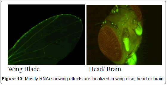 gene-technology-RNAi-localized-wing