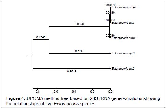 gene-technology-UPGMA-method-tree