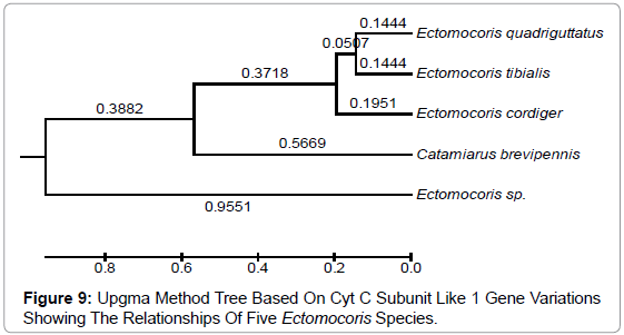 gene-technology-Upgma-Method-Tree