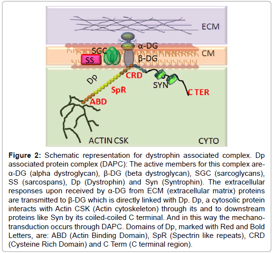 gene-technology-dystrophin-protein-complex