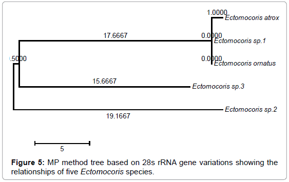 gene-technology-method-rRNA-variations