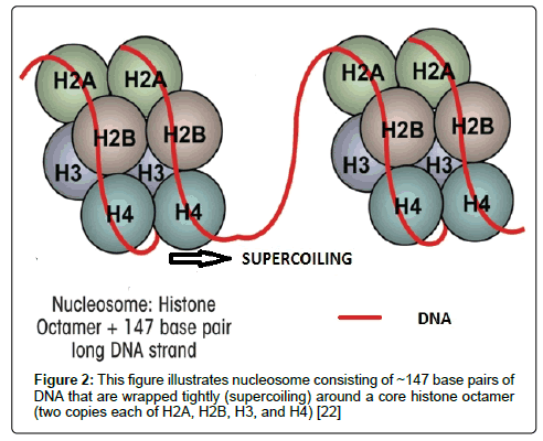 hereditary-genetics-nucleosome
