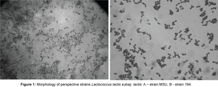 microbial-biochemical-technology-Morphology-strains-lactis