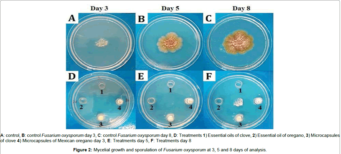 microbial-biochemical-technology-Mycelial-growth	