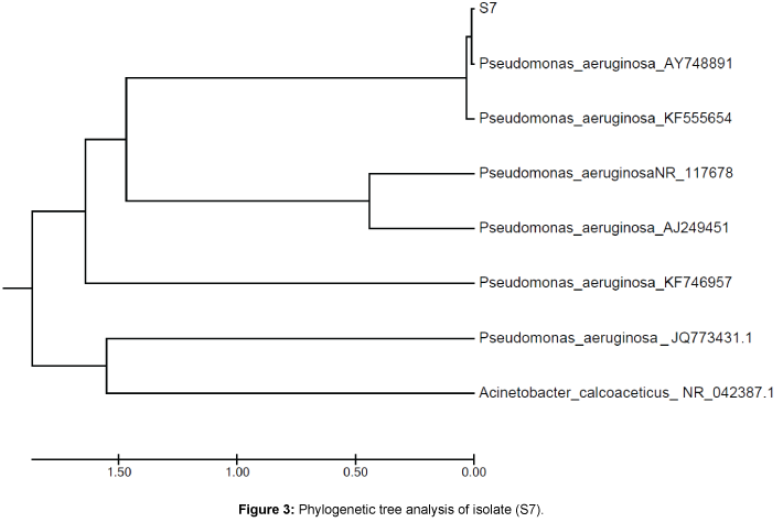 microbial-biochemical-technology-Phylogenetic-tree