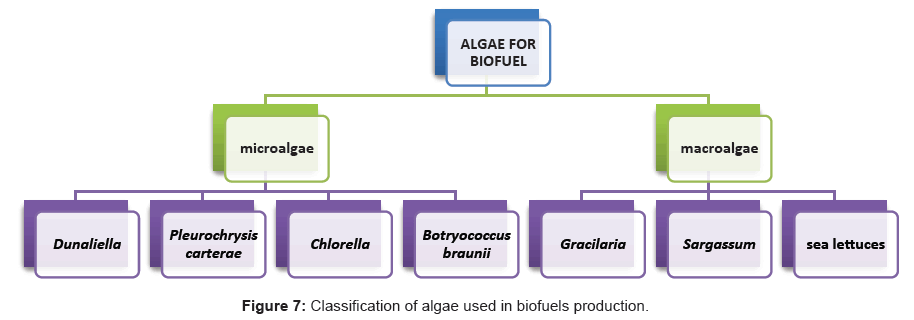 microbial-biochemical-technology-algae-biofuels-production