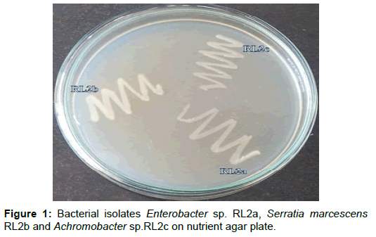 microbial-biochemical-technology-bacterial-isolates