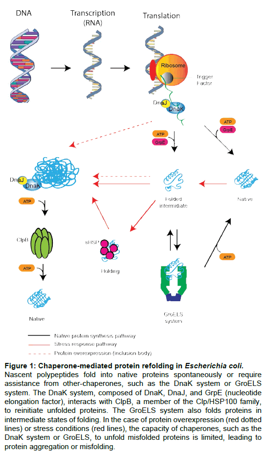 microbial-biochemical-technology-chaperone-mediated-protein