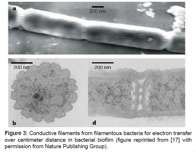 microbial-biochemical-technology-filamentous