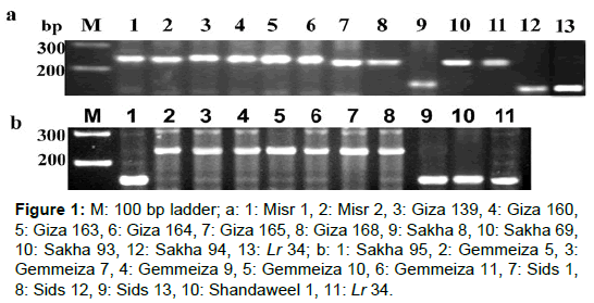 microbial-biochemical-technology-ladder-sakha-gemmeiza